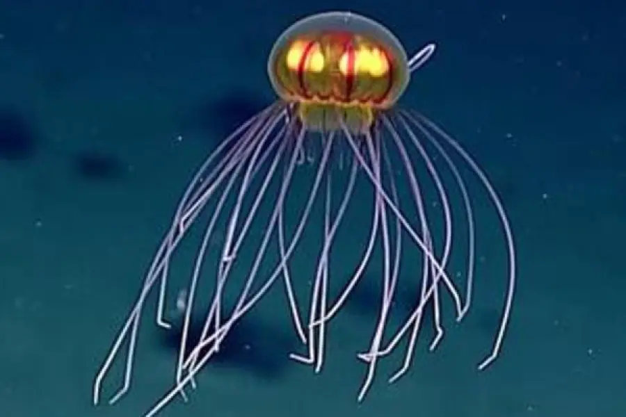 Scoperta nuova specie di medusa nella fossa delle Marianne, sembra un UFO