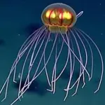 Scoperta nuova specie di medusa nella fossa delle Marianne, sembra un UFO