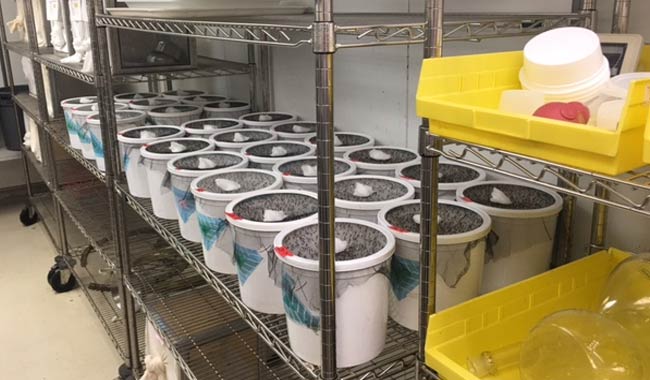 Vaccini, ecco quando sono stati inventati