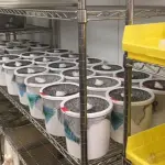 Vaccini, ecco quando sono stati inventati