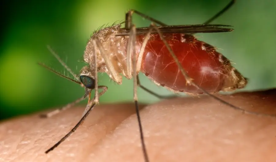 West Nile, ormai sono già 123 i casi umani accertati in Italia