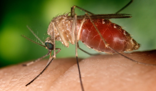 West Nile, ormai sono già 123 i casi umani accertati in Italia